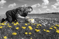 301 - DANDELION PAINTER - SKOV SOREN - denmark <div